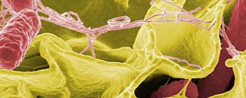 salmonella-2