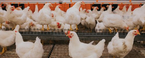 Selective focus shot of indoors chicken farm, chicken feeding