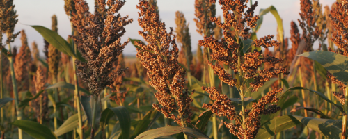 sorgo
