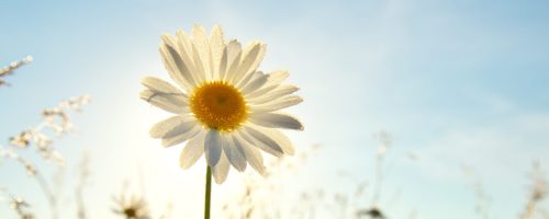 Spring daisy portrait and sunshine.