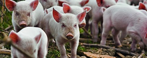 Em agosto, o ICPSuíno avançou 1,82% em Santa Catarina, e o ICPFrango recuou 0,09% no Paraná, segundo a Embrapa.