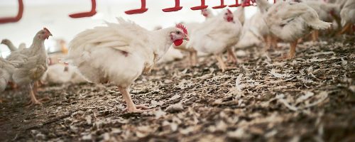 Theres a certain pecking order. Shot of chickens on a poultry farm.