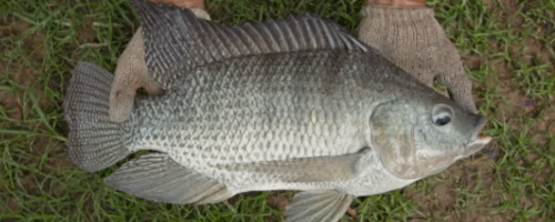 tilapia