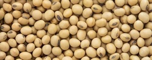 Top view Soybean pattern