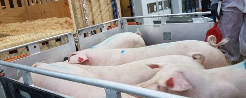 topigs