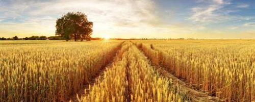AGRO