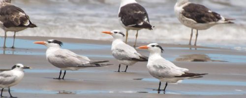 Até o momento, doença só foi identificada em aves silvestres e de fundo de quintal (Foto: reprodução)