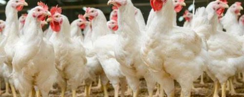 39038898 - modern chicken farm, production of white meat