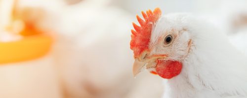 chicken in a village on a mini farm hay white broilers; Shutterstock ID 1733838044; BU: KA; Region: SA; Purpose: Technical Material