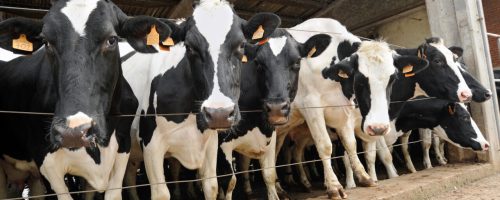 Inquisitive line of black and white Holstein cows peering through the wire confining them in the cowshed during winter