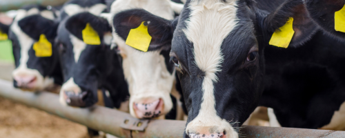vacas leiteiras