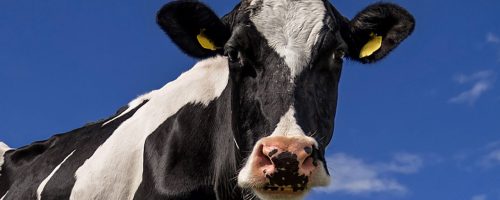 vacas
