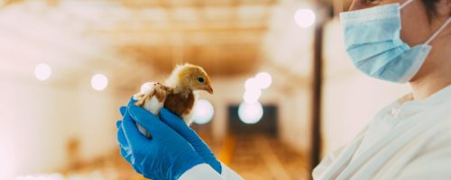 Veterinarian examining a chicken in chicken farm.