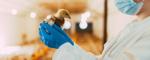 Veterinarian examining a chicken in chicken farm.