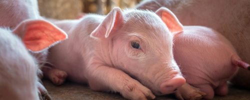 A week-old piglet cute newborn sleeping on the pig farm with other piglets