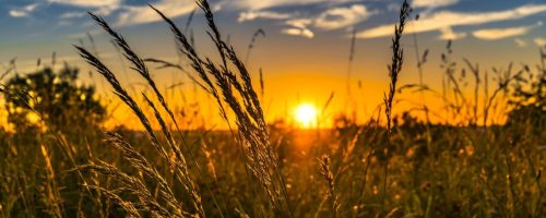 wheat ga85d1c252 1920