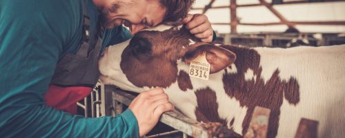 Young farmer and calf in the cowshed in dairy farm.