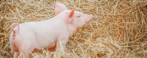 young piglet on hay at pig farm.