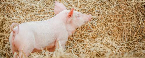 young piglet on hay at pig farm.