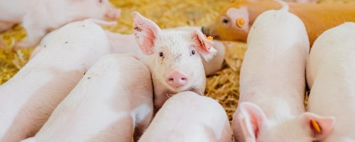 young piglets in agricultural livestock farm