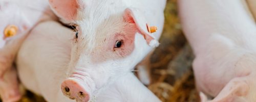 young piglets in agricultural livestock farm